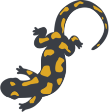 salamandra.ch